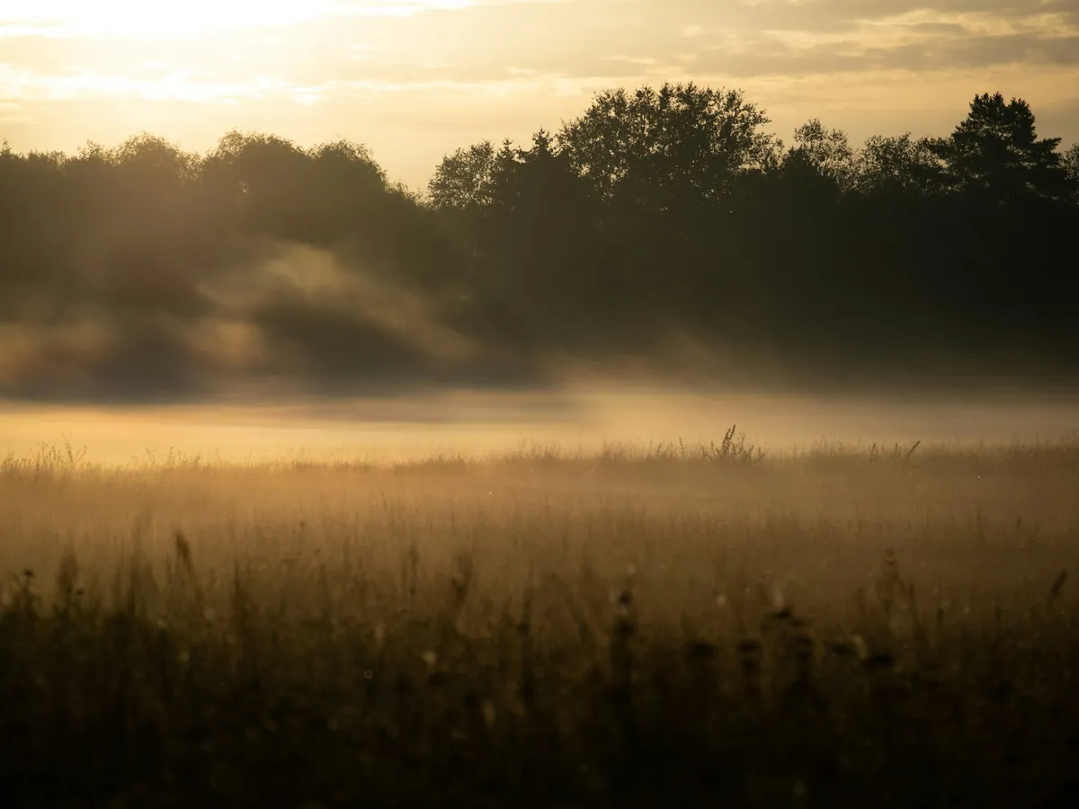 Poranna mgła nad płaską łąką, w tle ściana drzew oświetlona niskim słońcem