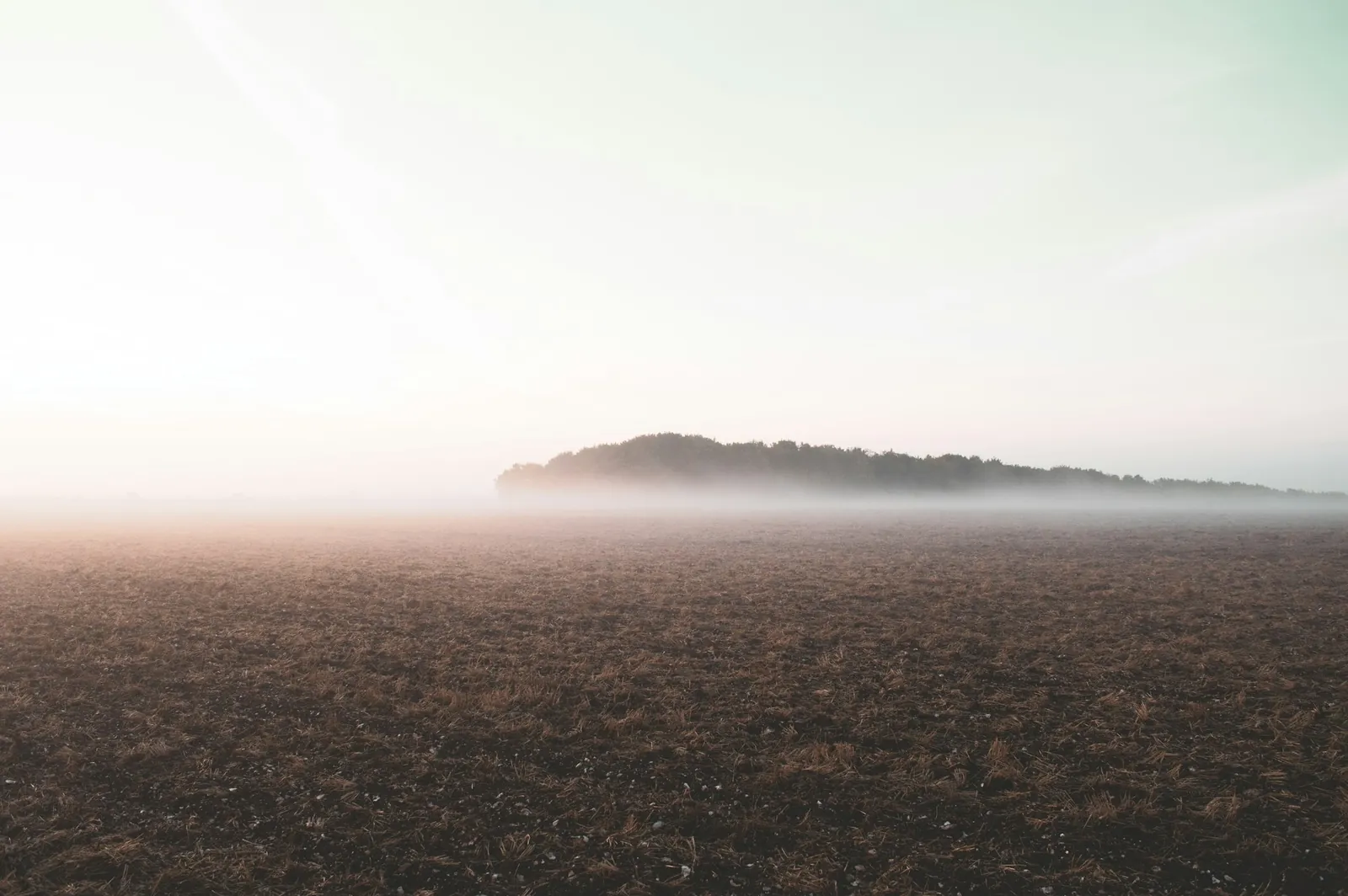Mgła nad zaoraną ziemią o świcie, w oddali kępa drzew
